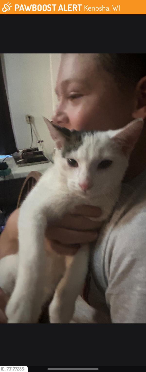 Found/Stray Female Cat last seen 39th and 60th st kenosha wi, Kenosha, WI 53142