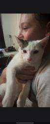 Found/Stray Female Cat last seen 39th and 60th st kenosha wi, Kenosha, WI 53142