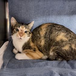 Shelter Stray Female Cat last seen Mac Arthur Road, Madison 17, City of, WI, 5132 Voges Rd, Madison, WI 53718, USA