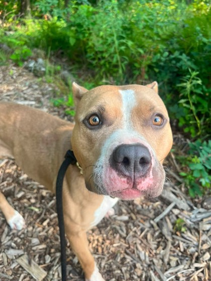 Shelter Stray Female Dog last seen Whitwood Rd, 21206, MD, 2490 Giles Rd, Baltimore, MD 21225, USA