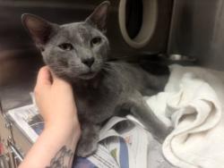 Shelter Stray Male Cat last seen Near Candler RD APT 1314, 30032, GA, 3280 Chamblee Dunwoody Rd, Chamblee, GA 30341, USA