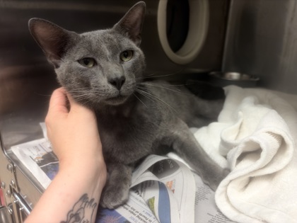 Shelter Stray Male Cat last seen Near Candler RD APT 1314, 30032, GA, 3280 Chamblee Dunwoody Rd, Chamblee, GA 30341, USA