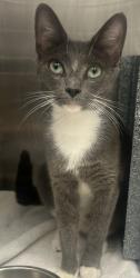 Shelter Stray Female Cat last seen Near N Cliff Valley Way B1, 30319, GA, 3280 Chamblee Dunwoody Rd, Chamblee, GA 30341, USA