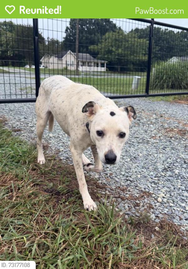 Reunited Female Dog last seen Old Stagecoach Rd & Walnut Creek Ln., Asheboro, NC 27205