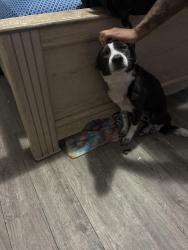 Reunited Female Dog last seen Sierra Grande Dr, Houston, TX 77083