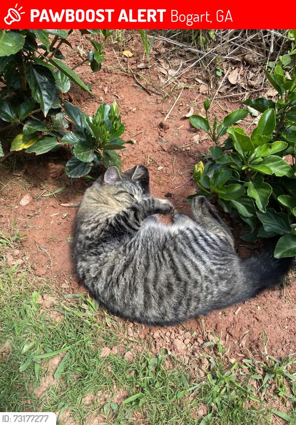 Lost Female Cat last seen Whitehead Road Bogart, Bogart, GA 30622