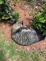 Lost Female Cat last seen Whitehead Road Bogart, Bogart, GA 30622