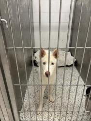 Shelter Stray Female Dog last seen Near Bakers Ferry Rd SW, Atlanta, GA, 1251 Fulton Industrial Blvd NW, Atlanta, GA 30336, USA