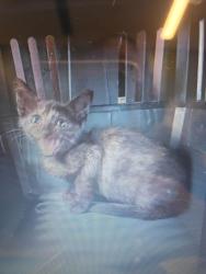 Shelter Stray Female Cat last seen Near Breton Highlands, Fairburn, GA, 1251 Fulton Industrial Blvd NW, Atlanta, GA 30336, USA