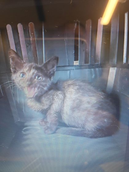Shelter Stray Female Cat last seen Near Breton Highlands, Fairburn, GA, 1251 Fulton Industrial Blvd NW, Atlanta, GA 30336, USA