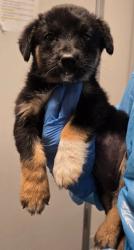Shelter Stray Female Dog last seen S Fruit Ave & W Adams Ave, Fresno Zone Fresno CO 2 93710, CA, 1510 W Dan Ronquillo Dr, Fresno, CA 93706, USA