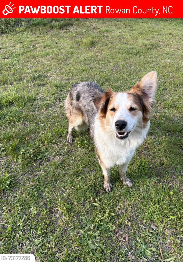 Lost Female Dog last seen Old union church and wildwood, Rowan County, NC 28146