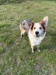 Lost Female Dog last seen Old union church and wildwood, Rowan County, NC 28146