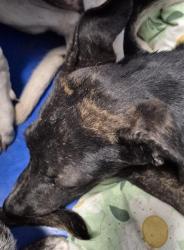 Shelter Stray Male Dog last seen Near BLOCK S I ST, BAKERSFIELD CA 93304, 3951 Fruitvale Ave, Bakersfield, CA 93308, USA