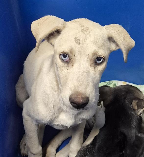 Shelter Stray Female Dog last seen Near BLOCK S I ST, BAKERSFIELD CA 93304, 3951 Fruitvale Ave, Bakersfield, CA 93308, USA