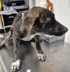 Shelter Stray Female Dog last seen Near BLOCK S I ST, BAKERSFIELD CA 93304, 3951 Fruitvale Ave, Bakersfield, CA 93308, USA