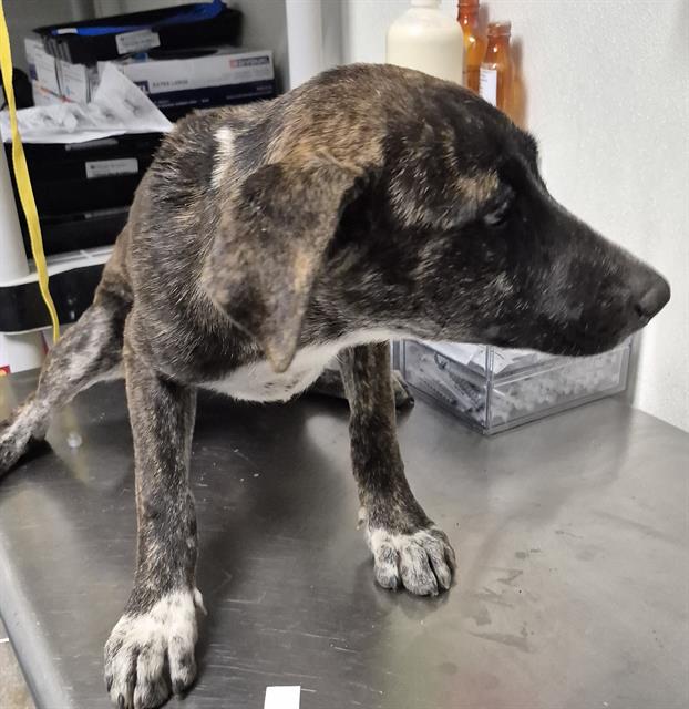 Shelter Stray Female Dog last seen Near BLOCK S I ST, BAKERSFIELD CA 93304, 3951 Fruitvale Ave, Bakersfield, CA 93308, USA