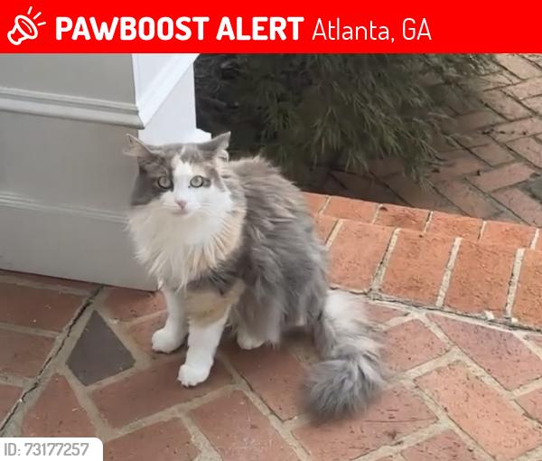 Lost Female Cat last seen Edgewater drive, Atlanta, GA 30328