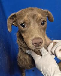 Shelter Stray Female Dog last seen Near BLOCK TAFT HWY, BAKERSFIELD CA 93307, 3951 Fruitvale Ave, Bakersfield, CA 93308, USA
