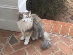 Lost Female Cat last seen Edgewater drive, Atlanta, GA 30328