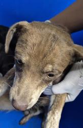 Shelter Stray Female Dog last seen Near BLOCK TAFT HWY, BAKERSFIELD CA 93307, 3951 Fruitvale Ave, Bakersfield, CA 93308, USA