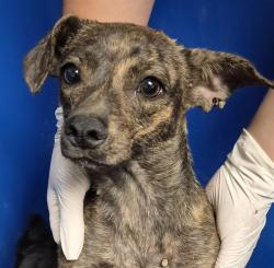 Shelter Stray Female Dog last seen Near BLOCK TAFT HWY, BAKERSFIELD CA 93307, 3951 Fruitvale Ave, Bakersfield, CA 93308, USA