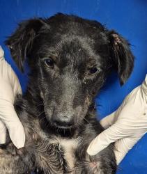 Shelter Stray Male Dog last seen Near BLOCK TAFT HWY, BAKERSFIELD CA 93307, 3951 Fruitvale Ave, Bakersfield, CA 93308, USA