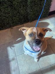 Shelter Stray Female Dog last seen Near CELTIC DR, EL PASO, TX, 79928, COUNTY of El Paso, TX, 5001 Fred Wilson Ave, El Paso, TX 79906, USA