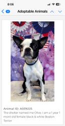 Reunited Female Dog last seen ELKS RODEO GROUN, Santa Maria, CA 93455