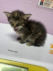 Shelter Stray Male Cat last seen Near Montrose Court, CITY of El Paso, TX, 5001 Fred Wilson Ave, El Paso, TX 79906, USA