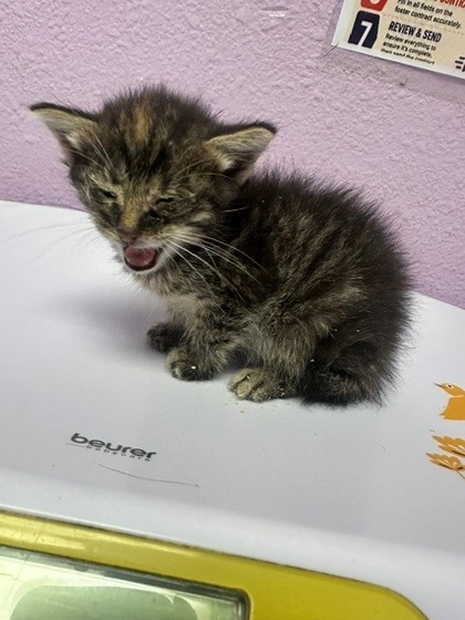 Shelter Stray Male Cat last seen Near Montrose Court, CITY of El Paso, TX, 5001 Fred Wilson Ave, El Paso, TX 79906, USA