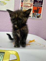Shelter Stray Female Cat last seen Near Montrose Court, CITY of El Paso, TX, 5001 Fred Wilson Ave, El Paso, TX 79906, USA