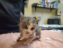 Shelter Stray Female Cat last seen Near W Aviation Road, Fallbrook, CA, 92028, Oceanside, CA 92058, USA