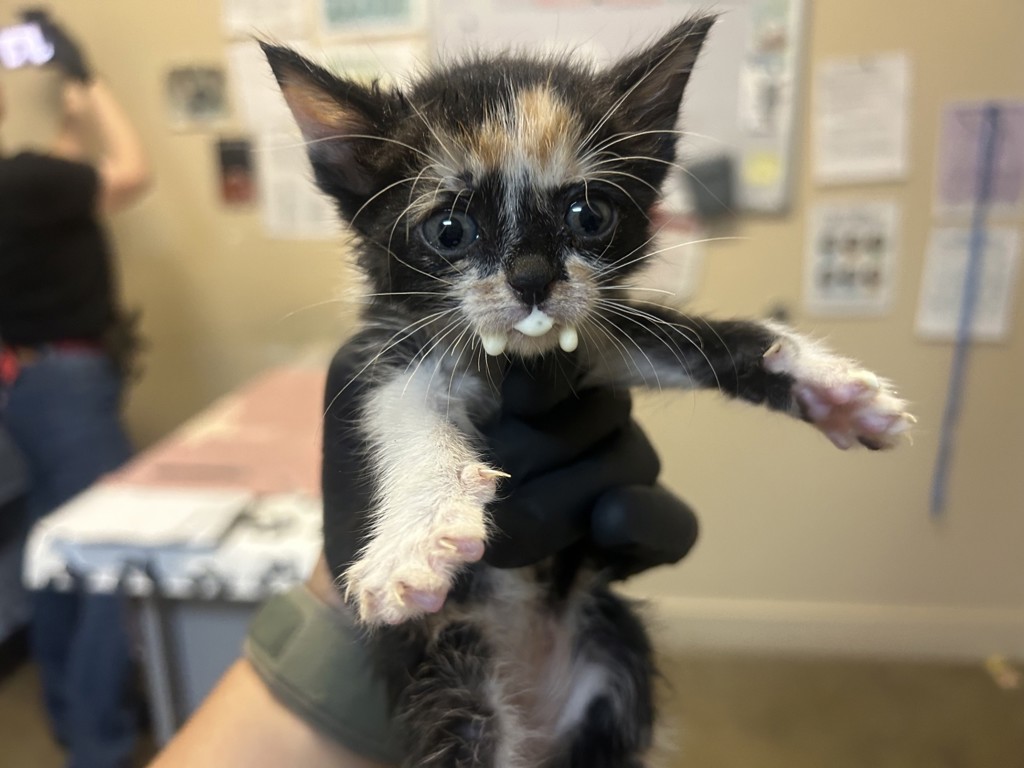 Shelter Stray Female Cat last seen Near W Aviation Road, Fallbrook, CA, 92028, Oceanside, CA 92058, USA