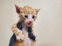Shelter Stray Male Cat last seen Near W Aviation Road, Fallbrook, CA, 92028, Oceanside, CA 92058, USA