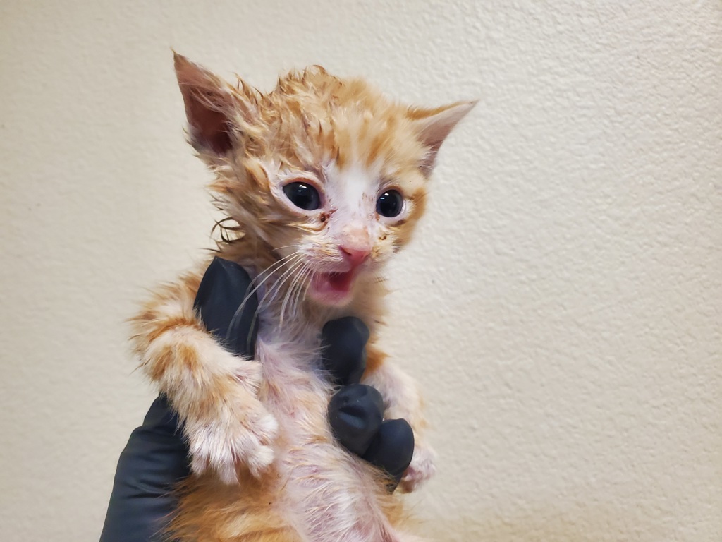 Shelter Stray Male Cat last seen Near W Aviation Road, Fallbrook, CA, 92028, Oceanside, CA 92058, USA