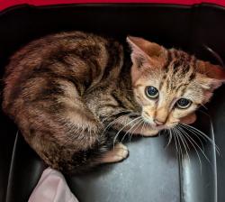 Shelter Stray Female Cat last seen Near Beta Street, San Diego, CA, 92113, 5500 Gaines St, San Diego, CA 92110, USA
