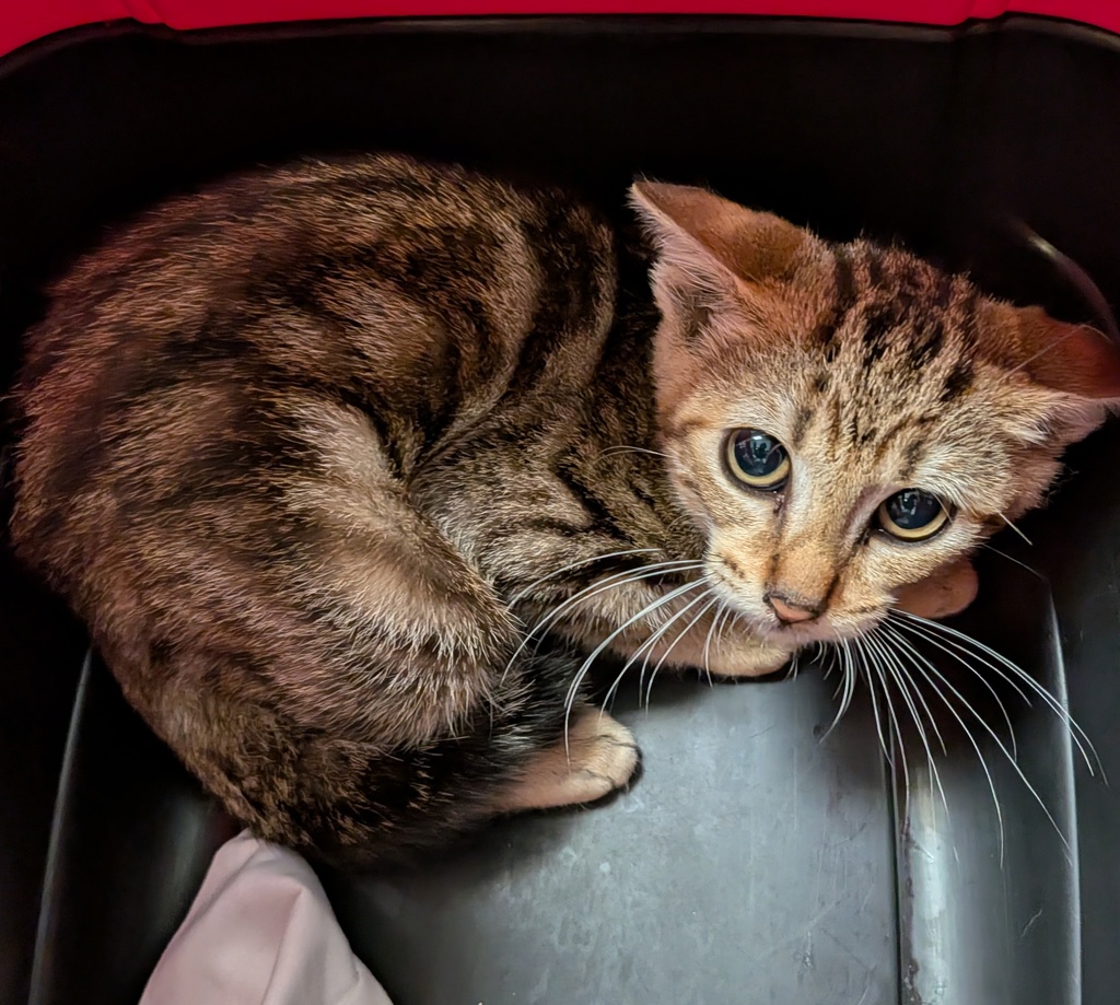 Shelter Stray Female Cat last seen Near Beta Street, San Diego, CA, 92113, 5500 Gaines St, San Diego, CA 92110, USA
