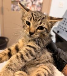 Shelter Stray Male Cat last seen Near Kirkcaldy Drive, San Diego, CA, 92111, 5500 Gaines St, San Diego, CA 92110, USA
