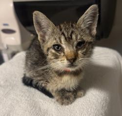 Shelter Stray Female Cat last seen Near Dowling Street, SAN LEANDRO, CA, 94577, 8323 Baldwin St, Oakland, CA 94621, USA