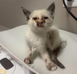 Shelter Stray Female Cat last seen Near Dowling Street, SAN LEANDRO, CA, 94577, 8323 Baldwin St, Oakland, CA 94621, USA