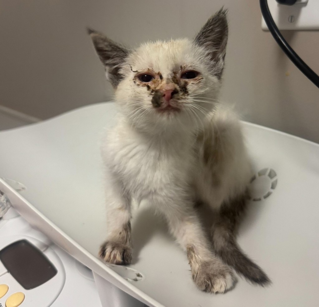 Shelter Stray Female Cat last seen Near Dowling Street, SAN LEANDRO, CA, 94577, 8323 Baldwin St, Oakland, CA 94621, USA
