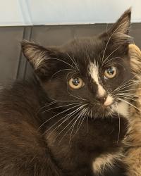 Shelter Stray Male Cat last seen Near Kirkcaldy Drive, San Diego, CA, 92111, 5500 Gaines St, San Diego, CA 92110, USA