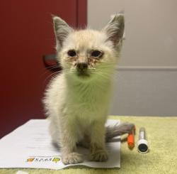 Shelter Stray Male Cat last seen Near Dowling Street, SAN LEANDRO, CA, 94577, 8323 Baldwin St, Oakland, CA 94621, USA