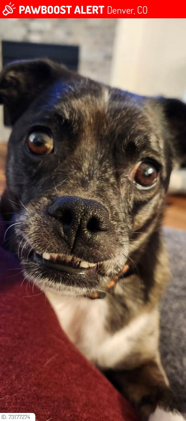 Lost Female Dog last seen w.exposition and knox, Denver, CO 80290