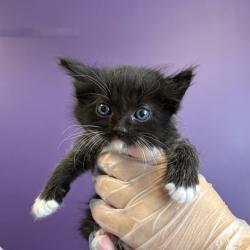 Shelter Stray Female Cat last seen Near W Indiana Avenue, SALT LAKE CITY, UT, 84104, 511 W 3900 S, Salt Lake City, UT 84123, USA