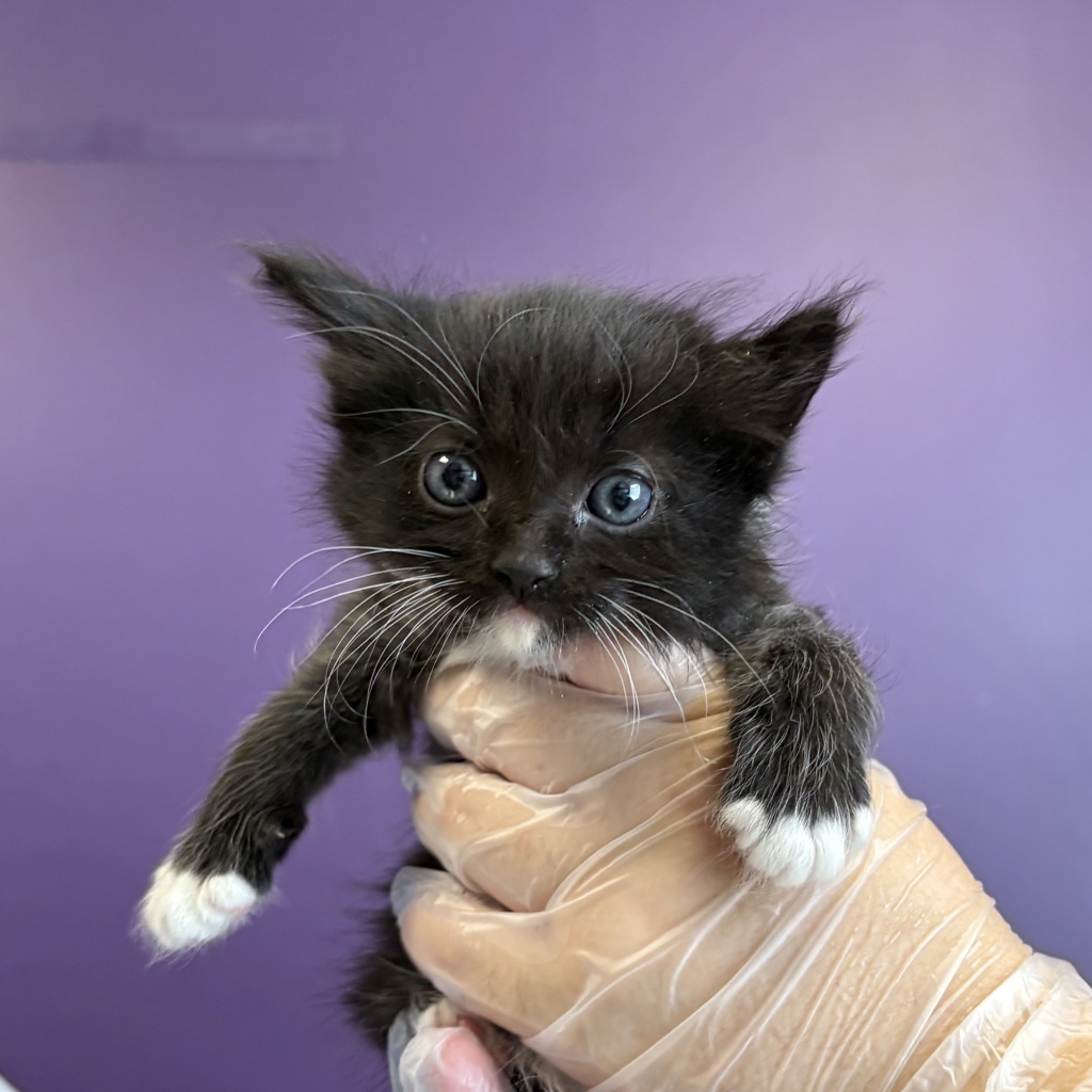 Shelter Stray Female Cat last seen Near W Indiana Avenue, SALT LAKE CITY, UT, 84104, 511 W 3900 S, Salt Lake City, UT 84123, USA