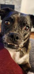 Lost Female Dog last seen w.exposition and knox, Denver, CO 80290