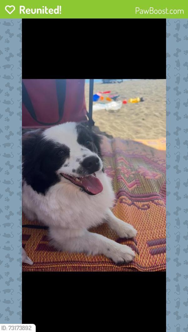 Reunited Female Dog last seen 1ST AVE S & S 348TH ST, Federal Way, WA 98003