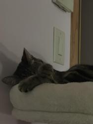 Reunited Female Cat last seen W wellington, Chicago, IL 60634